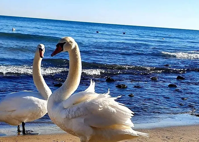 Sealovers' Nest Apartment Varna